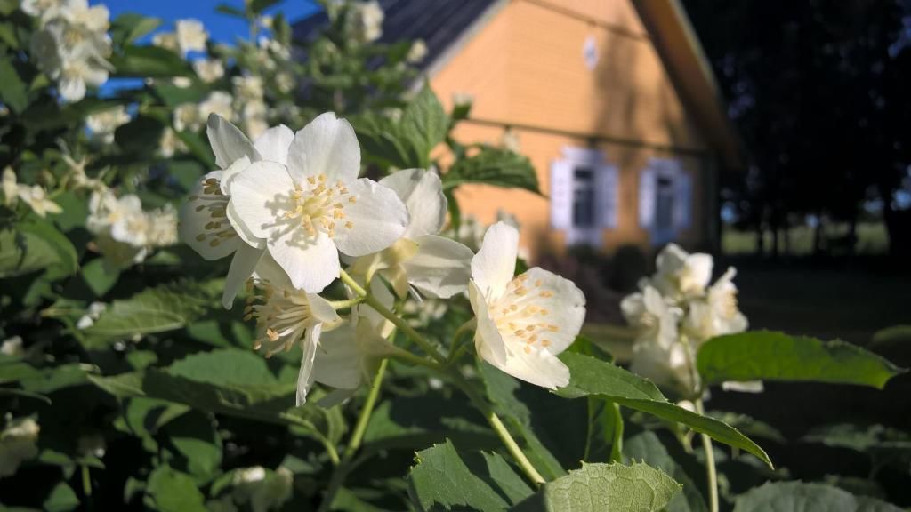 Загородные дома Kačiūniškių vienkiemis Kaciūniškiai