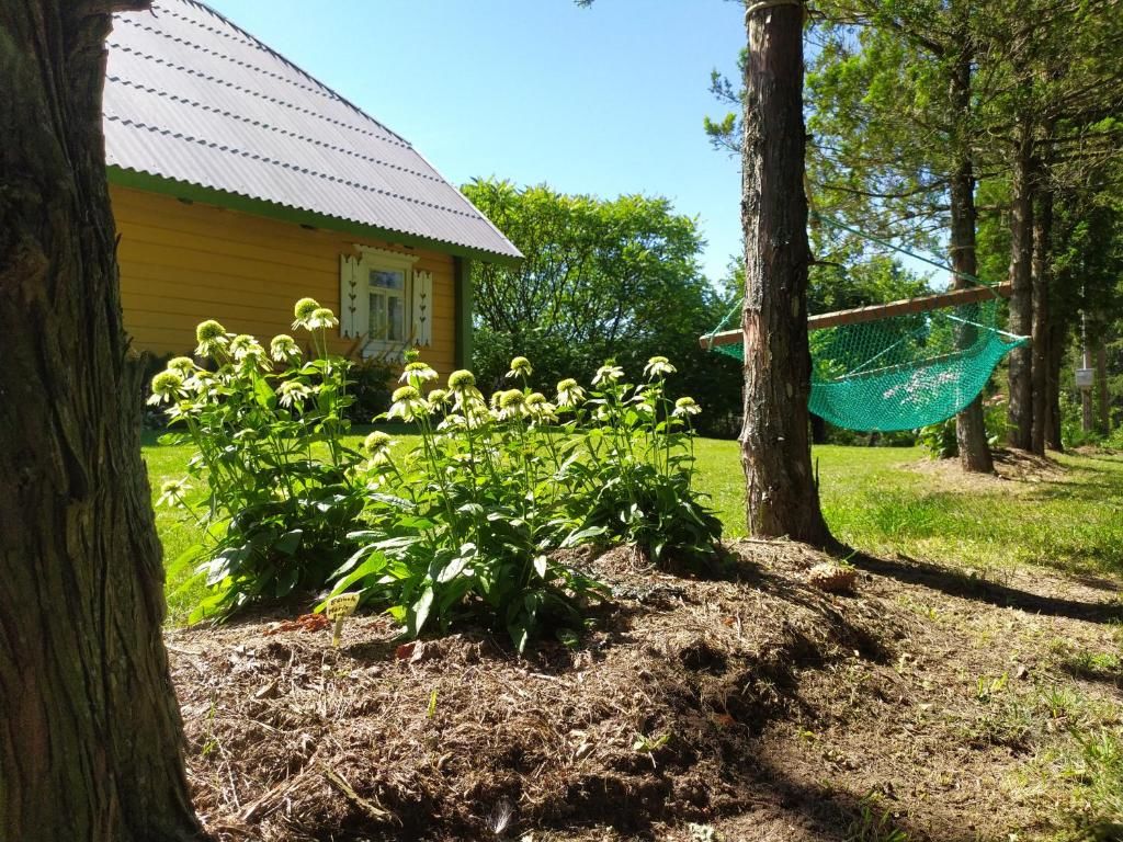 Загородные дома Kačiūniškių vienkiemis Kaciūniškiai